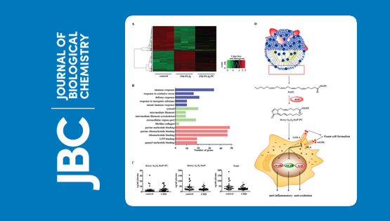 中国科学院上海营养与健康研究院科研人员发现一类新的对动脉粥样硬化具有?；ぷ饔玫牧字趸? />
                                    </div>
                                    <div   id=