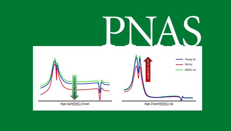 韩敬东研究组揭示组蛋白乙?；源竽匝仔运ダ舷喙鼗蛞种频男履Ｊ? />
                                    </div>
                                    <div   id=