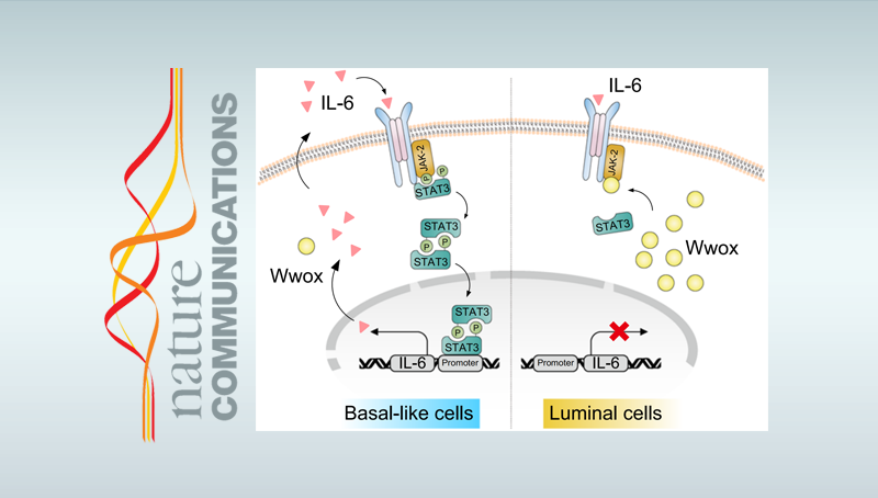 詹丽杏研究组发现三阴性乳腺癌治疗新靶标
