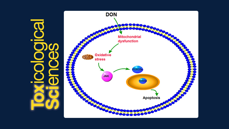 武爱波研究组发现呕吐毒素致人源性细胞毒性相关的关键因子