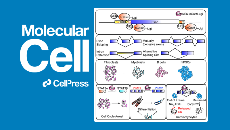 常兴研究组发现RNA剪接基因编辑的新方法
