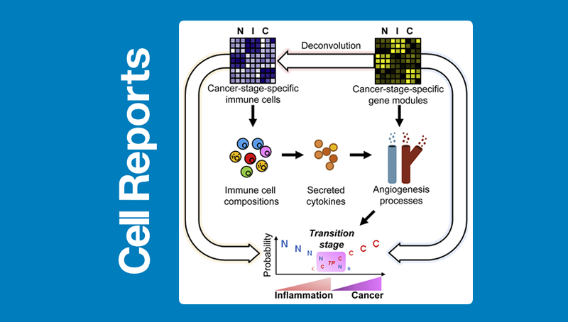 韩敬东研究组发现影响组织炎症癌症转变及免疫治疗响应的免疫细胞和分泌因子