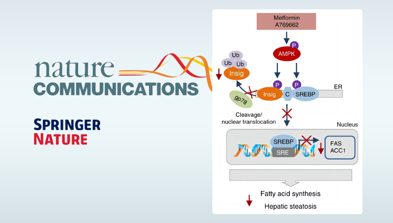 李于研究组发现蛋白质翻译后修饰通过泛素化降解途径调节脂肪酸合成的新机制