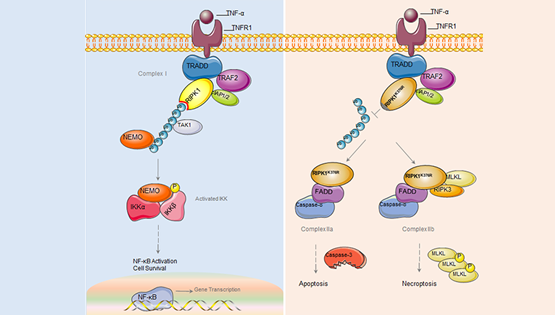 章海兵研究组发现调控细胞生死转换的重要分子机制