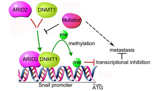 谢东研究组揭示ARID2调控肝癌转移的新机制