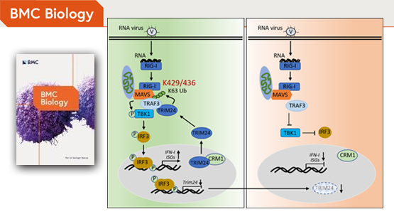 肖意传研究组发现TRIM24在抗病毒免疫中的新机制