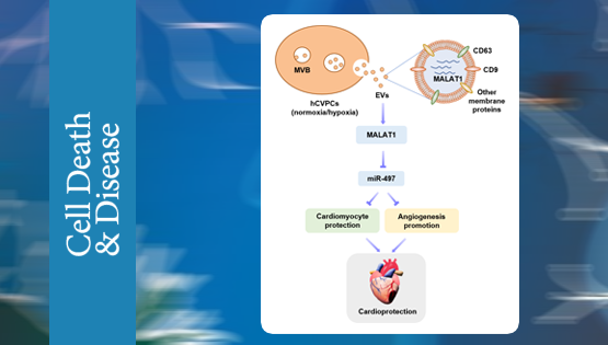 杨黄恬研究组揭示人胚胎干细胞衍生心血管前体细胞胞外囊泡的心脏?；ぷ饔眉盎? />
                                    </div>
                                    <div   id=