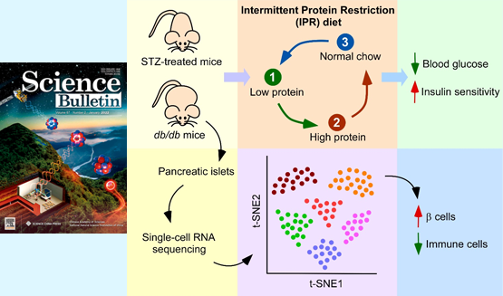 营养与健康所陈雁研究组发现间歇性蛋白限制能够干预糖尿病并?；ひ鹊害孪赴? />
                                    </div>
                                    <div   id=