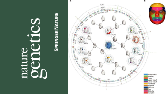 复旦大学、中科院团队最新成果：揭示东亚面部独特性遗传进化机制