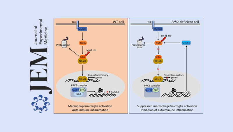 肖意传/秦骏研究组合作发现组蛋白甲基转移酶Ezh2调节自身免疫性疾病的新机制
