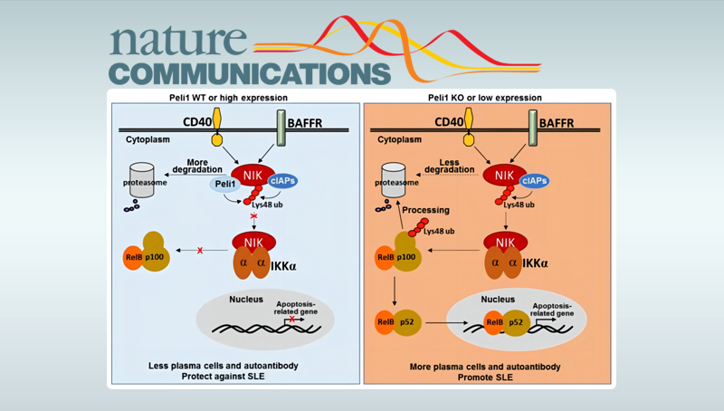 肖意传研究组发现E3泛素连接酶Peli1在系统性红斑狼疮中的功能与作用机制