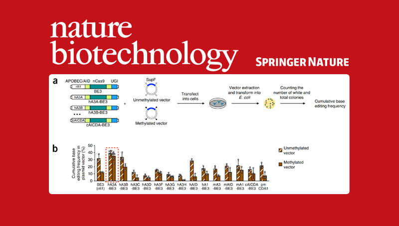 杨力研究组合作开发新型普适碱基编辑器