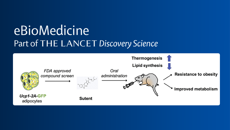 丁秋蓉研究组合作发现新的调控褐色脂肪组织活性的小分子药物