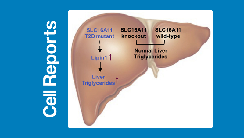 丁秋蓉研究组发现2型糖尿病易感基因突变的致病机制