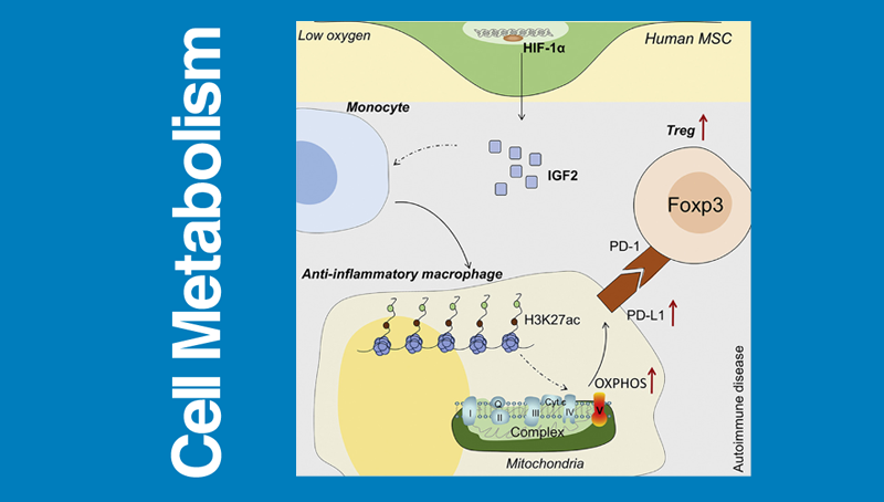 时玉舫/王莹研究组发现间充质干细胞治疗自身免疫性疾病新机制
