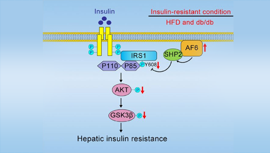 詹丽杏研究组发现极性蛋白AF6调控血糖稳态和胰岛素敏感性的新功能及机制
