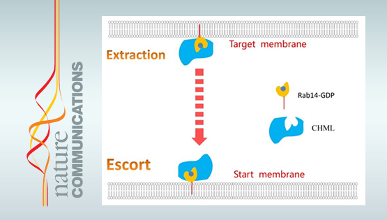 谢东研究组揭示CHML蛋白在肝癌转移过程中的作用与机制