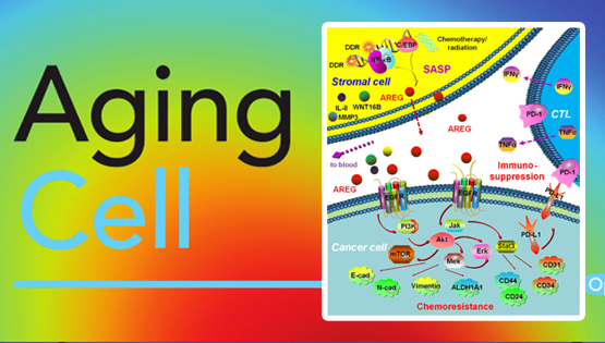 孙宇研究组发现药物损伤性微环境中衰老细胞引发肿瘤耐药与免疫逃逸新机制