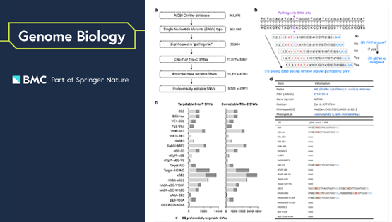 杨力研究组系统揭示碱基编辑器的效能差异并构建可编辑致病突变数据库