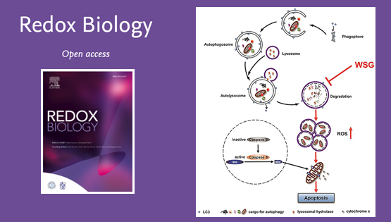 尹慧勇研究组发现酵母β-葡聚糖在肝癌中的抗癌作用新机制
