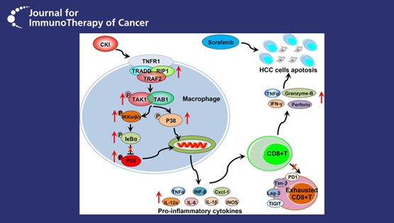 王慧研究组揭示中药复方苦参注射液增敏索拉菲尼治疗肝癌新机制