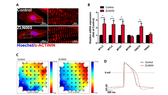 杨黄恬研究组合作发现小分子化合物ZLN005显著促进人胚胎干细胞源心肌细胞成熟