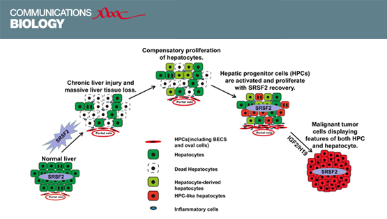 冯英研究组合作发现小鼠肝脏敲除SRSF2引起肝癌形成的机制