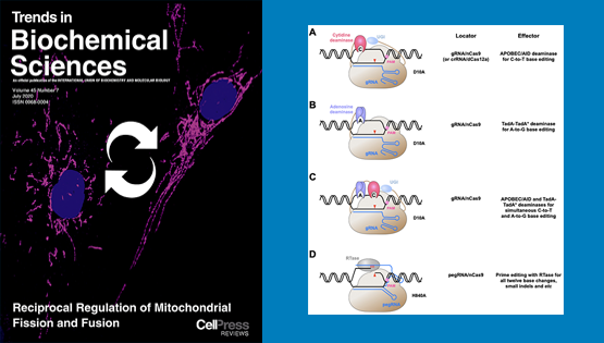 杨力研究员与合作者受邀发表基因编辑技术系统性综述论文