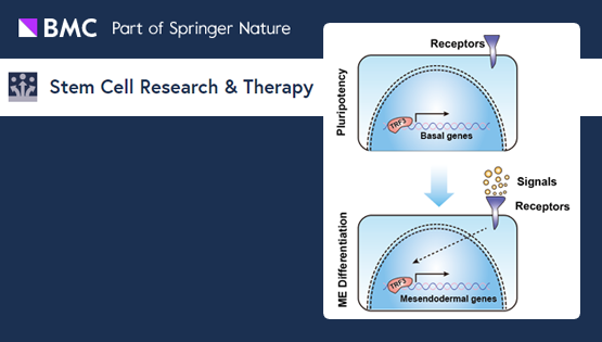 杨黄恬研究组揭示通用转录因子TRF3特异性调节人胚胎干细胞向中内胚层命运决定的作用与机制