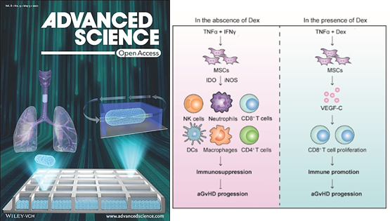 营养与健康所王莹、时玉舫研究组发现糖皮质激素干扰MSCs免疫抑制功能的新机制