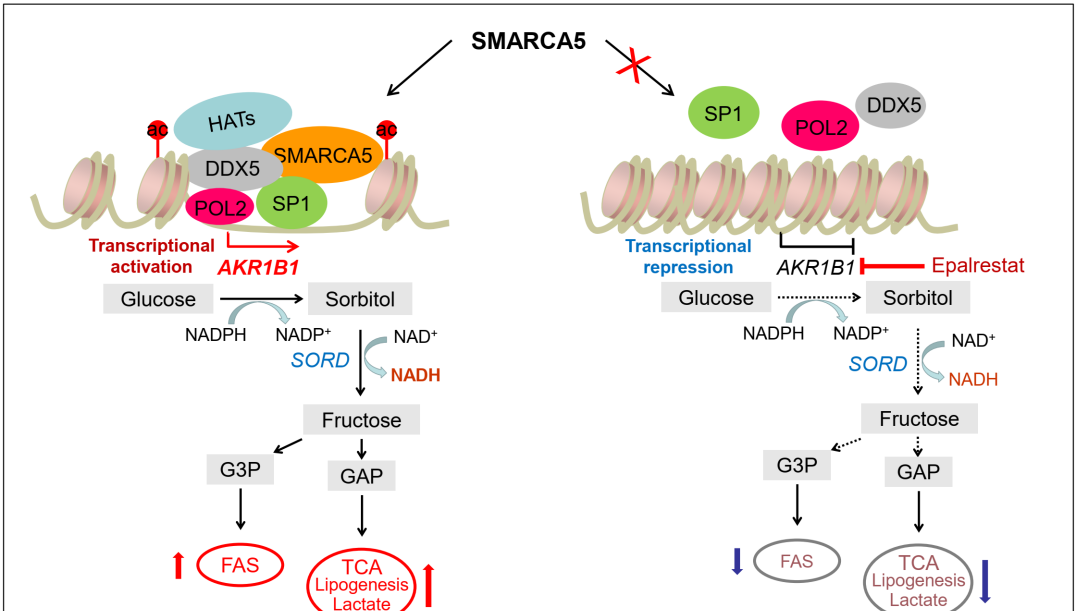 营养与健康所王兰研究组发现SMARCA5蛋白促进急性髓系白血?。ˋML）的发生发展机制