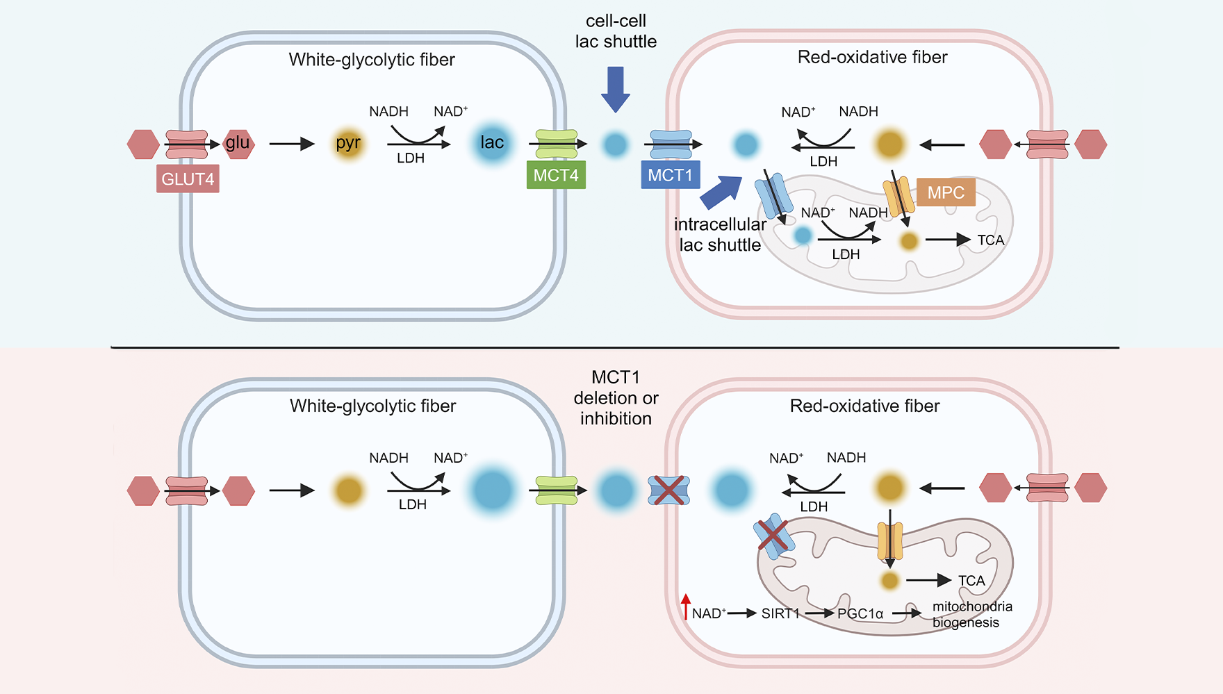 营养与健康所陈雁和杨立峰团队合作揭示骨骼肌乳酸穿梭调控肌纤维类型与运动能力