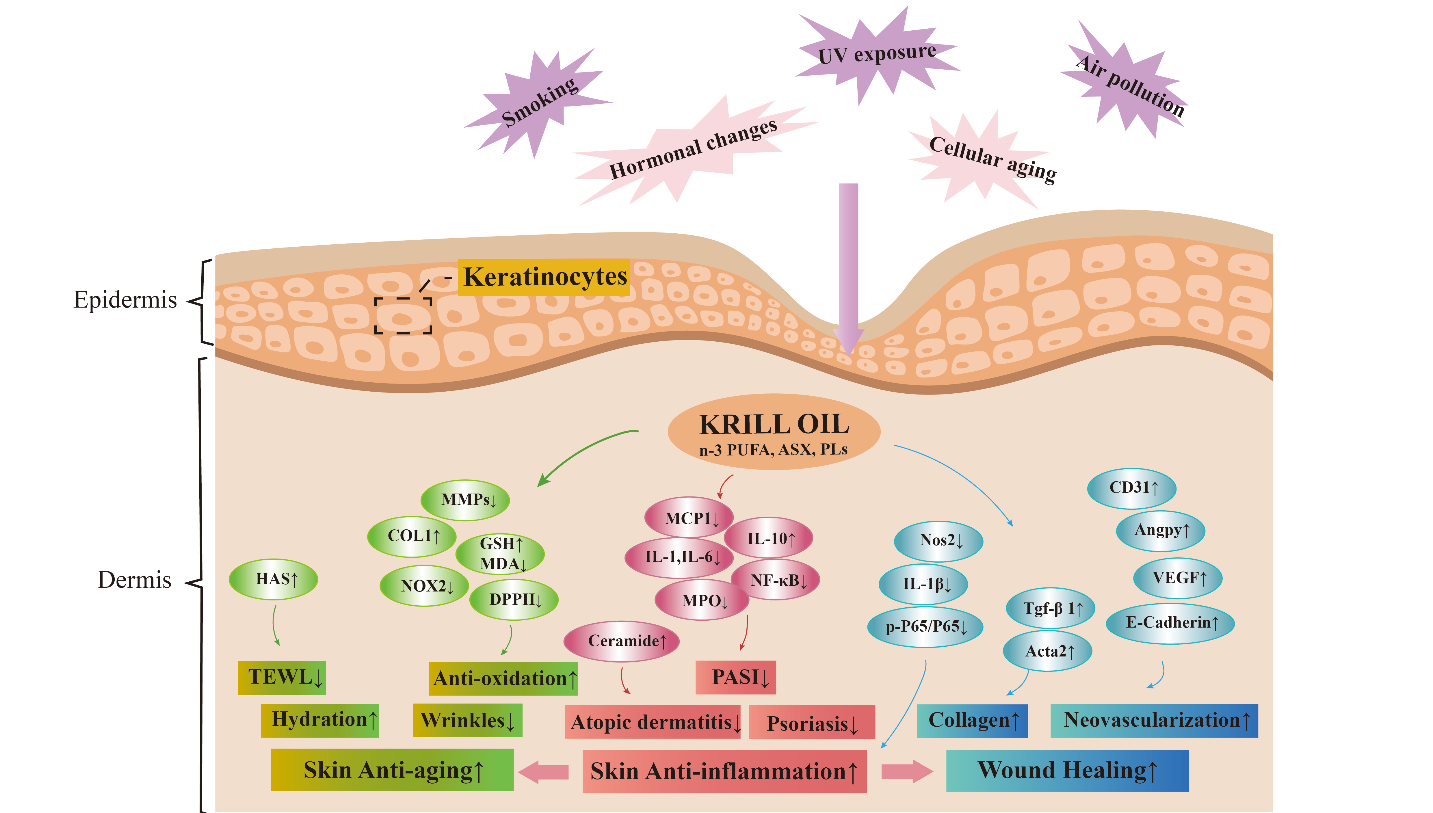 营养与健康所营养功能食品部发表南极磷虾油在皮肤健康中的作用与机制的综述论文