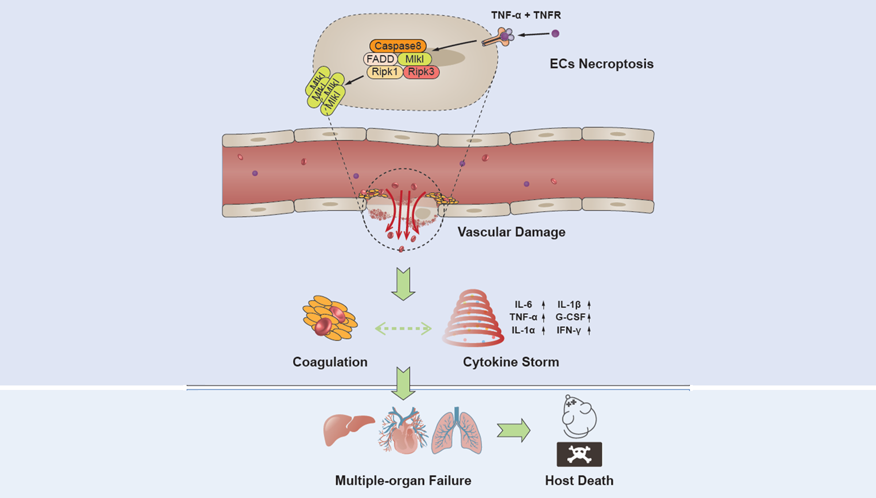 营养与健康所章海兵研究组揭示内皮细胞程序性坏死介导全身系统性炎症致死的关键机制