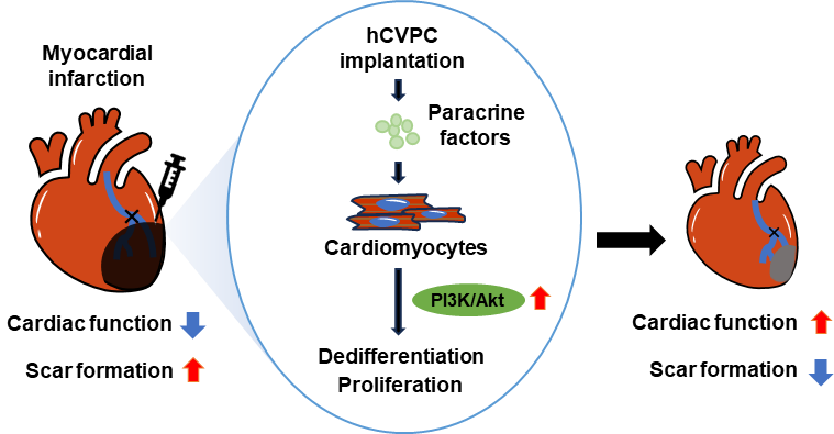 营养与健康所杨黄恬研究组揭示人多能干细胞分化的心血管祖细胞激活成年心肌细胞增殖活性