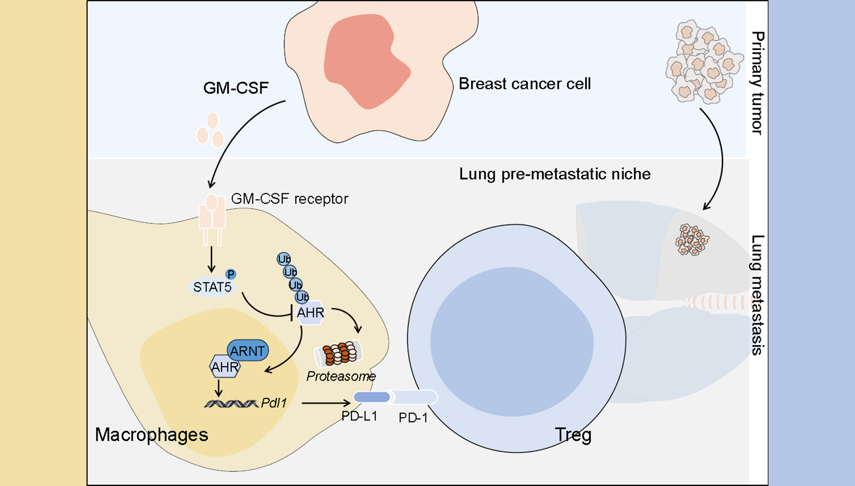 营养与健康所组织干细胞与免疫研究组揭示乳腺癌转移前微环境调控的新机制