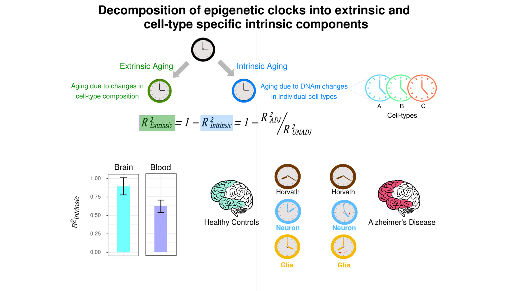 营养与健康所Andrew E. Teschendorff研究组利用表观遗传时钟量化单一细胞类型的生物衰老