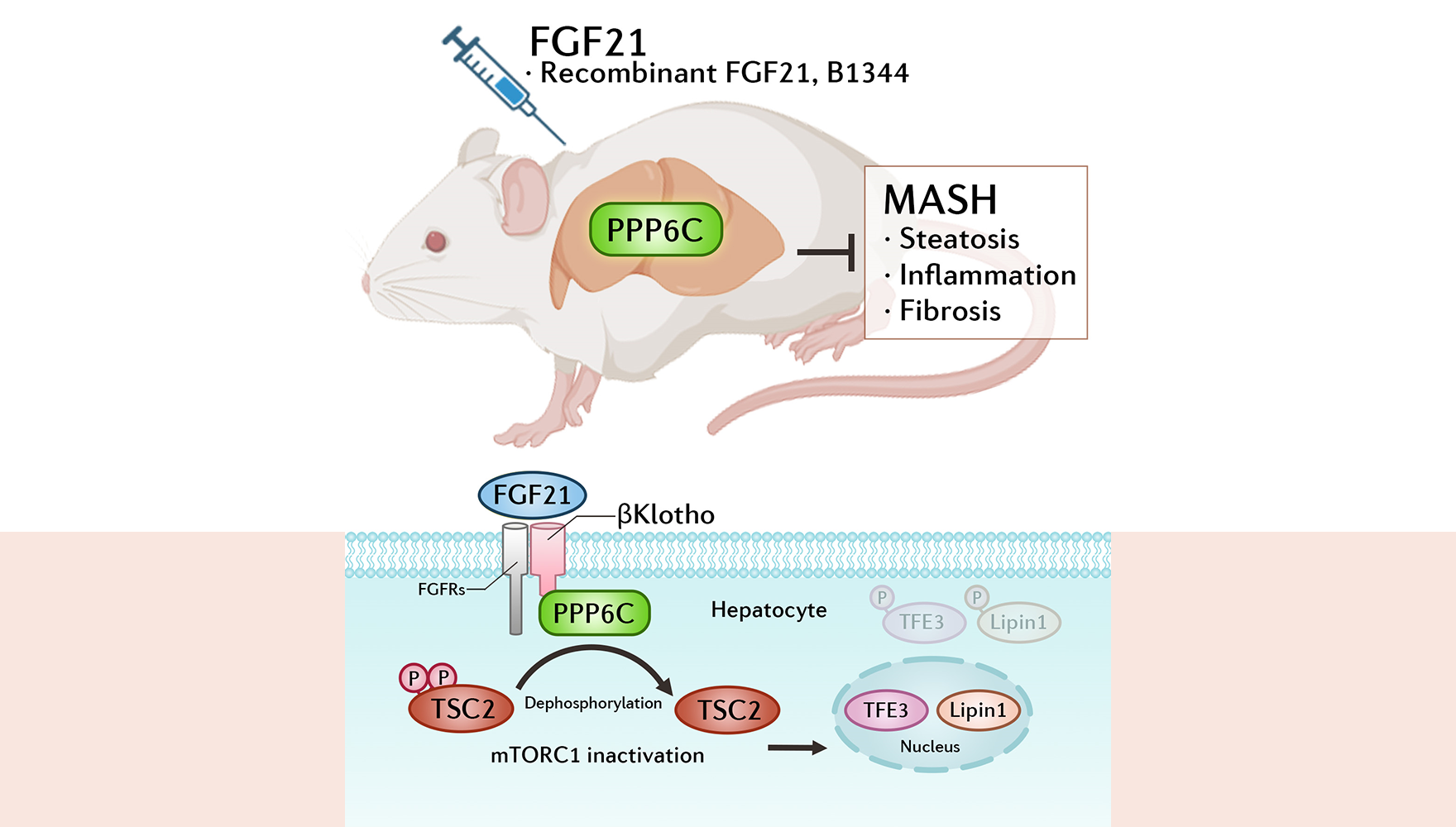 营养与健康所李于研究组发现FGF21激活PPP6C治疗肝纤维化与代谢功能障碍相关脂肪性肝炎