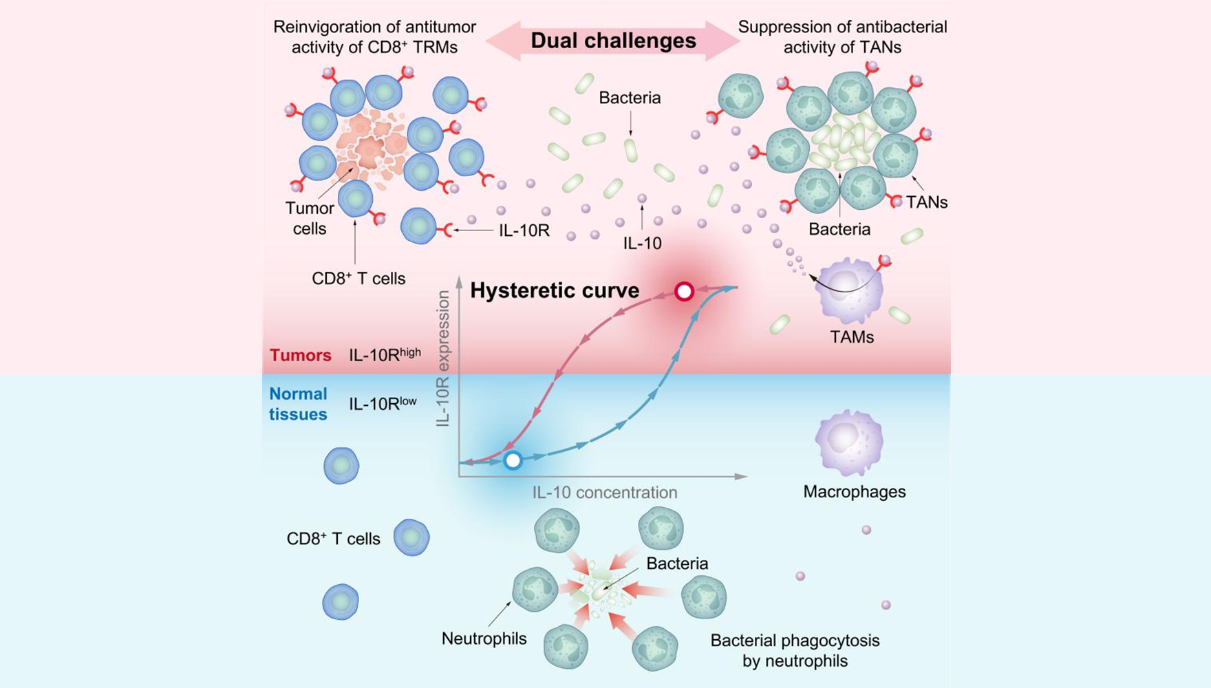 营养与健康所肖意传研究组合作揭示合成生物细菌肿瘤疗法关键原理