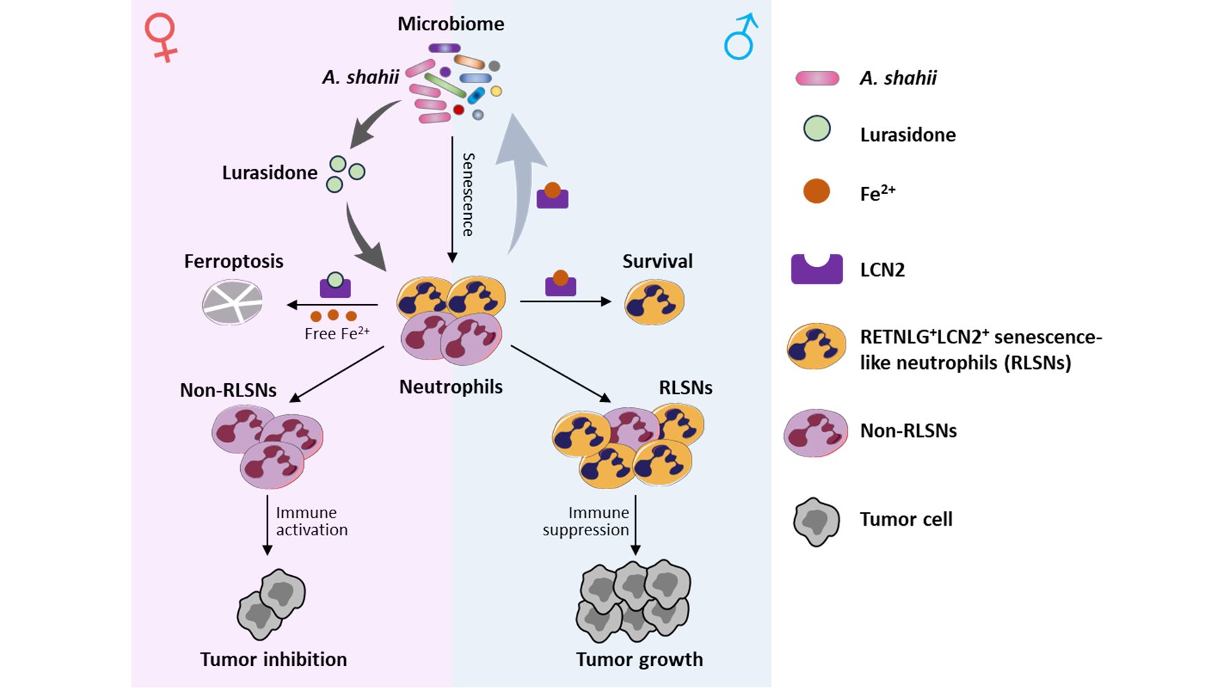 营养与健康所肖意传研究组合作发现中性粒细胞衰老影响肿瘤性别差异的新机制