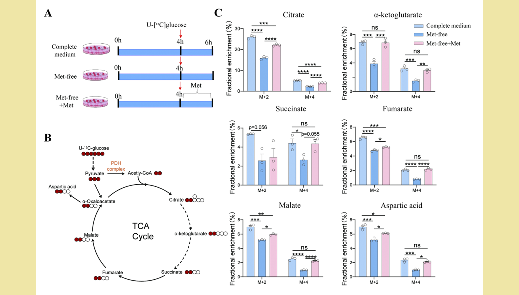 营养与健康所合作揭示甲硫氨酸缺失对三羧酸循环的调控和巨噬细胞极化的影响