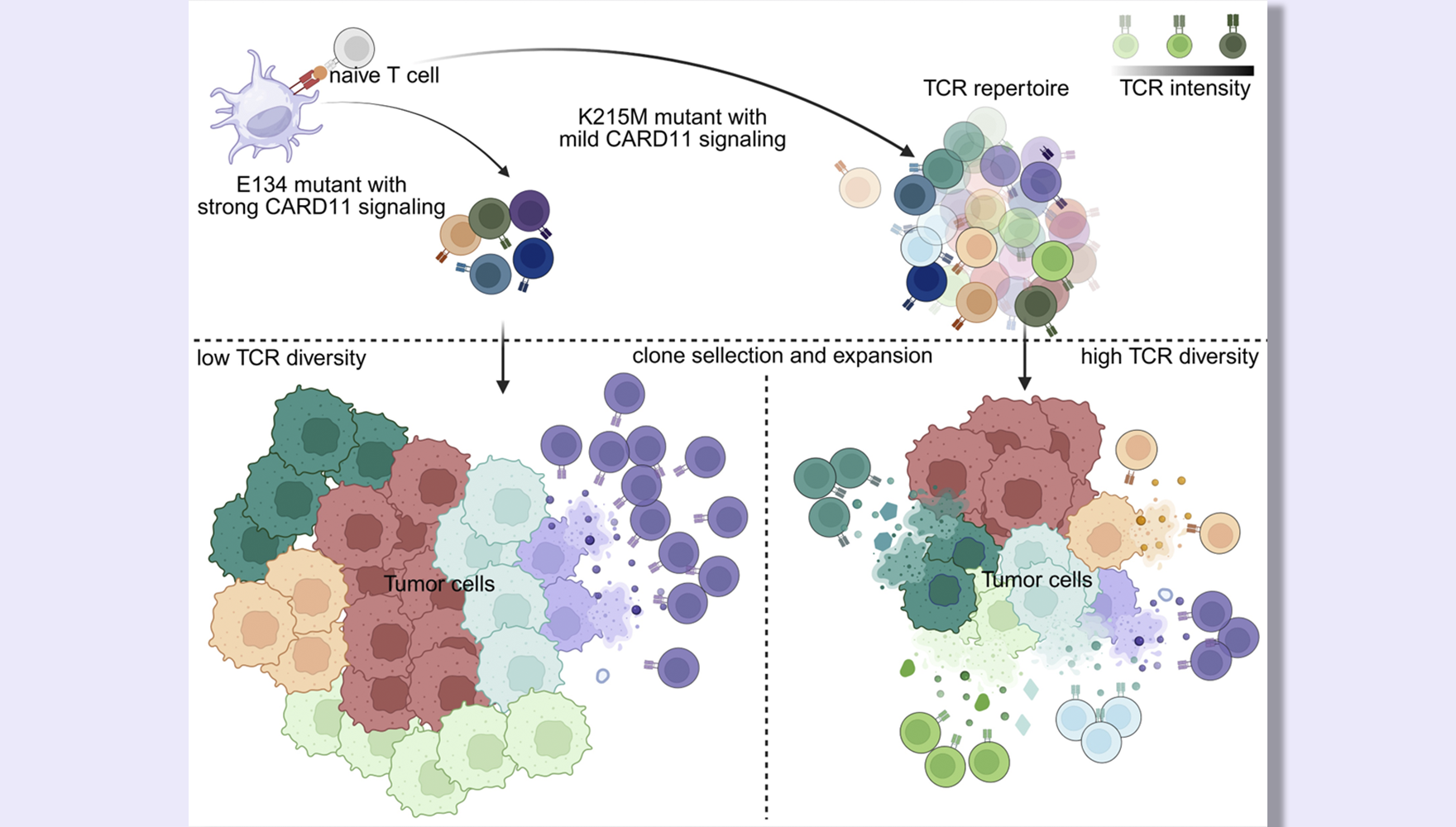 吕伟研究组合作揭示T细胞受体（TCR）信号通路强度与肿瘤中T细胞耗竭性分化关系