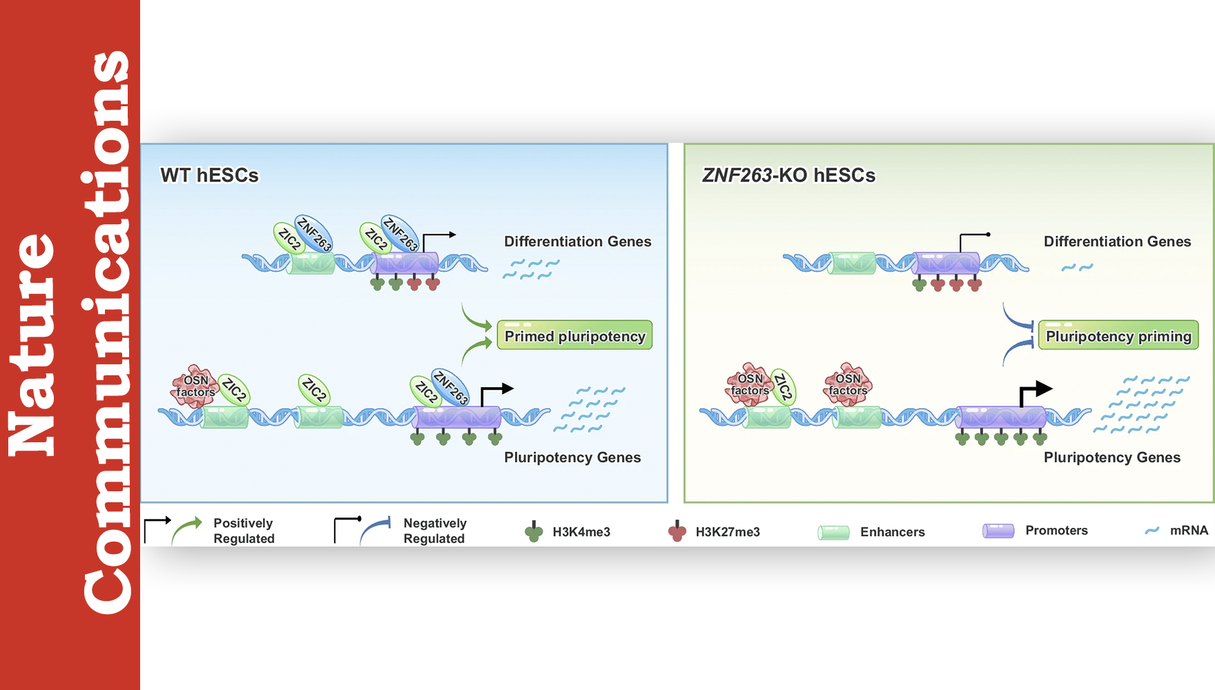 营养与健康所邵振研究组运用“干湿”交叉方式揭示ZNF263调控人胚胎干细胞始发多能态和胚层分化